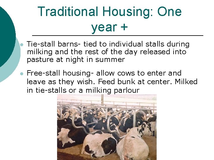 Traditional Housing: One year + l Tie-stall barns- tied to individual stalls during milking