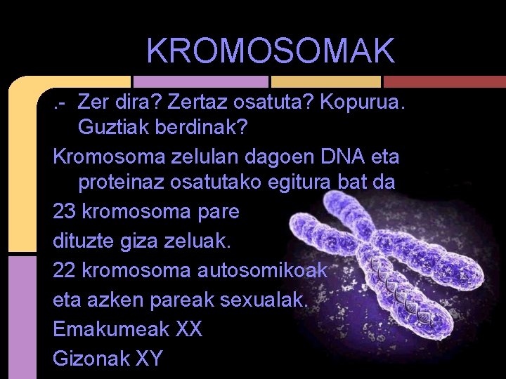 KROMOSOMAK. - Zer dira? Zertaz osatuta? Kopurua. Guztiak berdinak? Kromosoma zelulan dagoen DNA eta