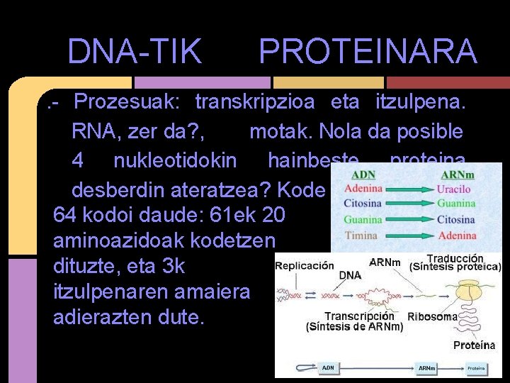 DNA-TIK PROTEINARA . - Prozesuak: transkripzioa eta itzulpena. RNA, zer da? , motak. Nola