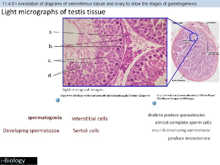 11. 4. S 1 Annotation of diagrams of seminiferous tubule and ovary to show 11. 4. S 1 Annotation of diagrams of seminiferous tubule and ovary to show