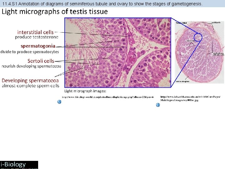 11. 4. S 1 Annotation of diagrams of seminiferous tubule and ovary to show 11. 4. S 1 Annotation of diagrams of seminiferous tubule and ovary to show