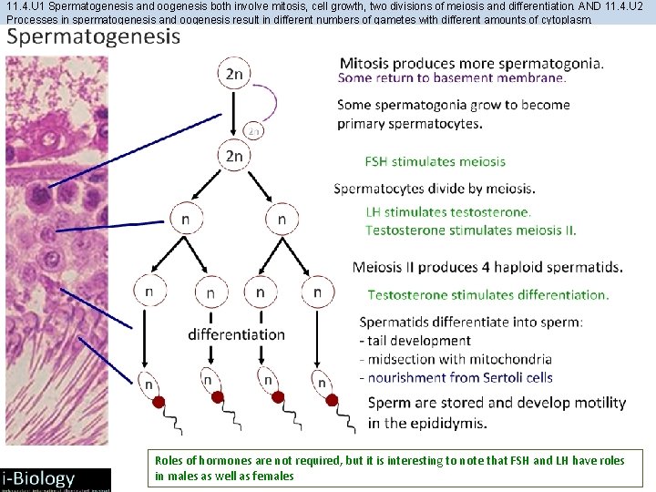 11. 4. U 1 Spermatogenesis and oogenesis both involve mitosis, cell growth, two divisions 11. 4. U 1 Spermatogenesis and oogenesis both involve mitosis, cell growth, two divisions
