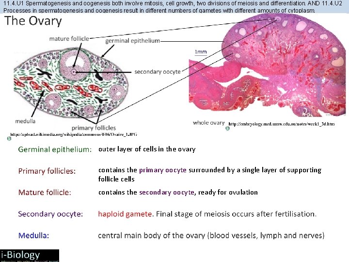 11. 4. U 1 Spermatogenesis and oogenesis both involve mitosis, cell growth, two divisions 11. 4. U 1 Spermatogenesis and oogenesis both involve mitosis, cell growth, two divisions