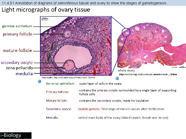 11. 4. S 1 Annotation of diagrams of seminiferous tubule and ovary to show 11. 4. S 1 Annotation of diagrams of seminiferous tubule and ovary to show