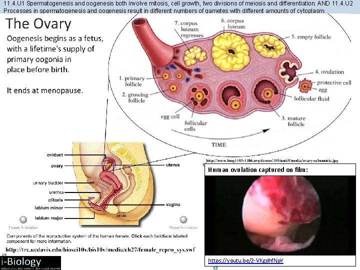11. 4. U 1 Spermatogenesis and oogenesis both involve mitosis, cell growth, two divisions 11. 4. U 1 Spermatogenesis and oogenesis both involve mitosis, cell growth, two divisions