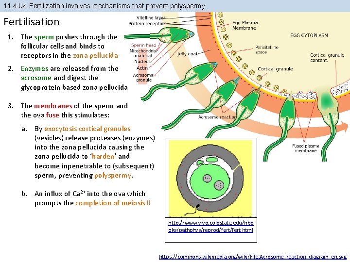 11. 4. U 4 Fertilization involves mechanisms that prevent polyspermy. Fertilisation 1. The sperm 11. 4. U 4 Fertilization involves mechanisms that prevent polyspermy. Fertilisation 1. The sperm