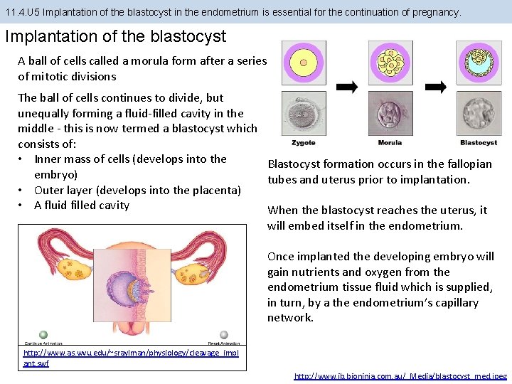 11. 4. U 5 Implantation of the blastocyst in the endometrium is essential for 11. 4. U 5 Implantation of the blastocyst in the endometrium is essential for