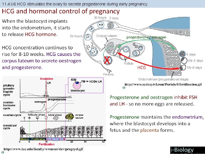 11. 4. U 6 HCG stimulates the ovary to secrete progesterone during early pregnancy. 11. 4. U 6 HCG stimulates the ovary to secrete progesterone during early pregnancy.