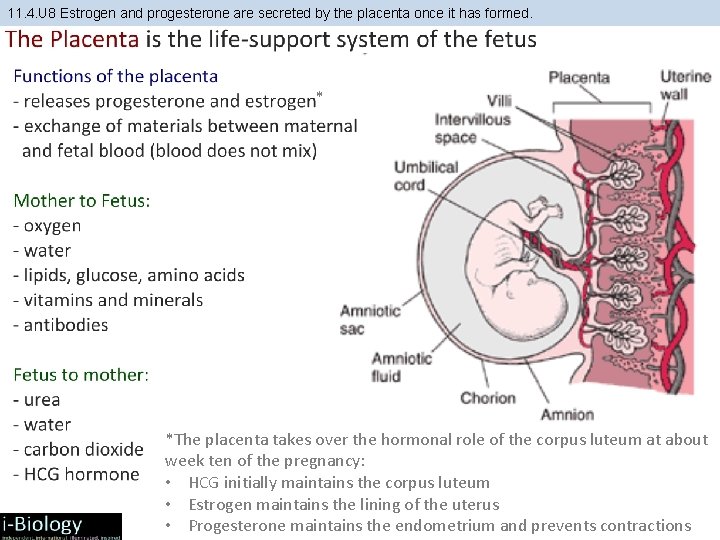 11. 4. U 8 Estrogen and progesterone are secreted by the placenta once it 11. 4. U 8 Estrogen and progesterone are secreted by the placenta once it