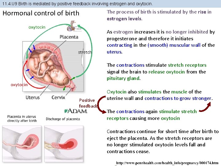 11. 4. U 9 Birth is mediated by positive feedback involving estrogen and oxytocin. 11. 4. U 9 Birth is mediated by positive feedback involving estrogen and oxytocin.