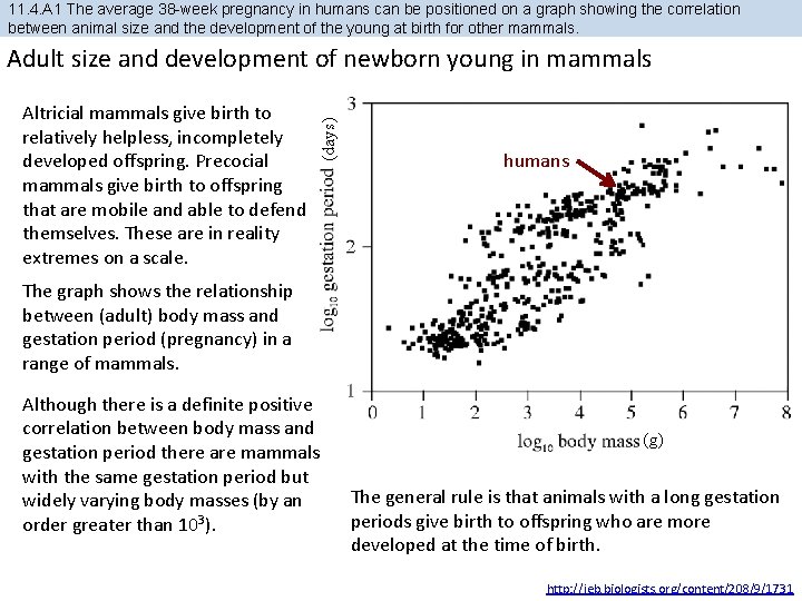 11. 4. A 1 The average 38 -week pregnancy in humans can be positioned 11. 4. A 1 The average 38 -week pregnancy in humans can be positioned