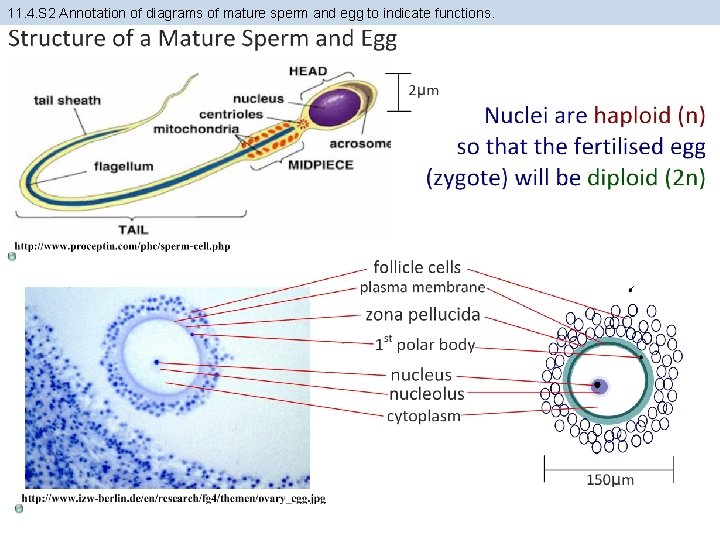 11. 4. S 2 Annotation of diagrams of mature sperm and egg to indicate 11. 4. S 2 Annotation of diagrams of mature sperm and egg to indicate