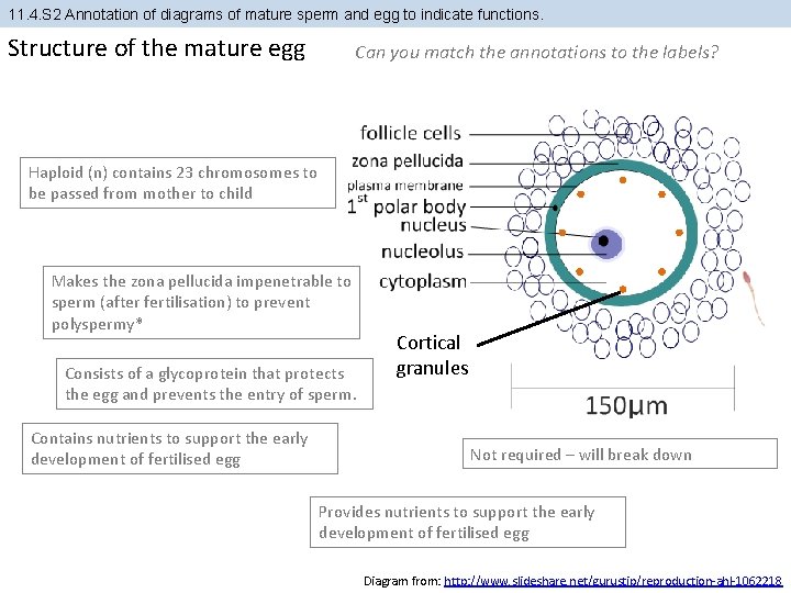 11. 4. S 2 Annotation of diagrams of mature sperm and egg to indicate 11. 4. S 2 Annotation of diagrams of mature sperm and egg to indicate