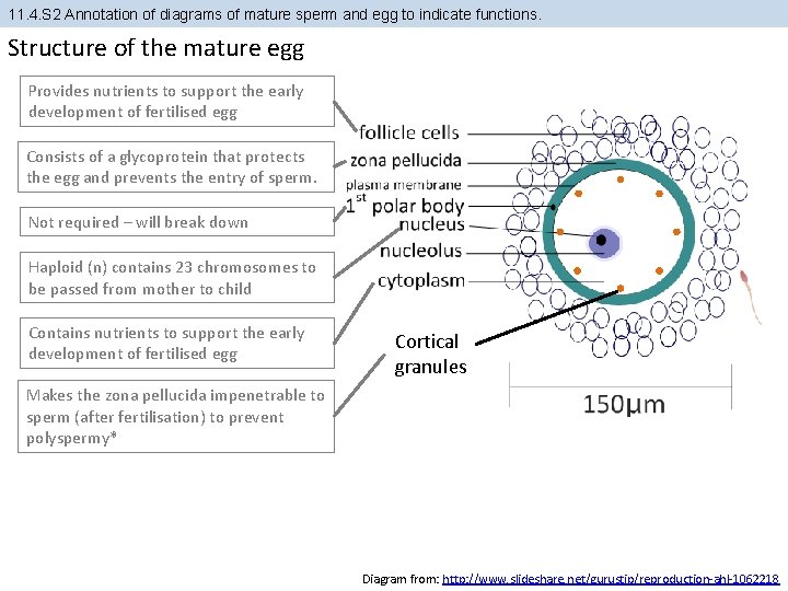 11. 4. S 2 Annotation of diagrams of mature sperm and egg to indicate 11. 4. S 2 Annotation of diagrams of mature sperm and egg to indicate