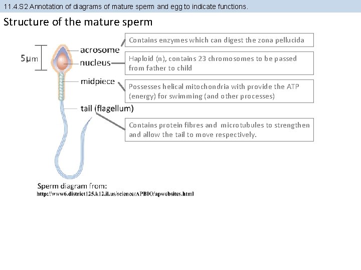 11. 4. S 2 Annotation of diagrams of mature sperm and egg to indicate 11. 4. S 2 Annotation of diagrams of mature sperm and egg to indicate