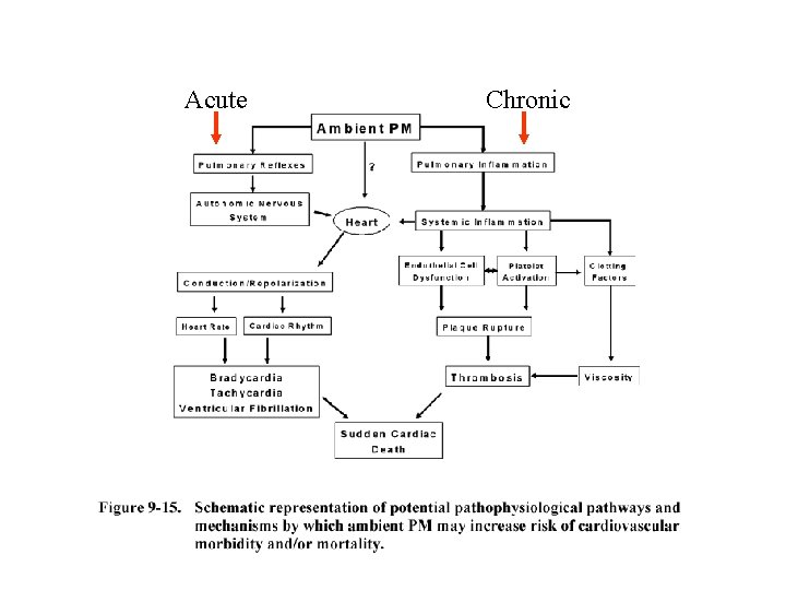 Acute Chronic 