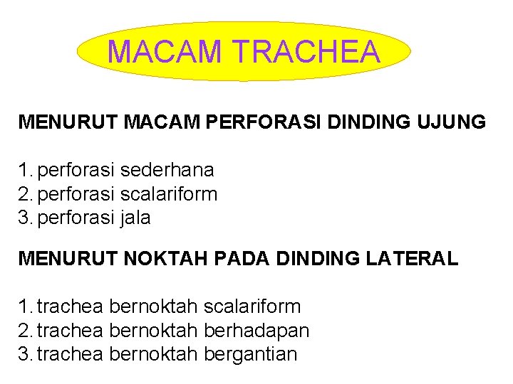 MACAM TRACHEA MENURUT MACAM PERFORASI DINDING UJUNG 1. perforasi sederhana 2. perforasi scalariform 3.