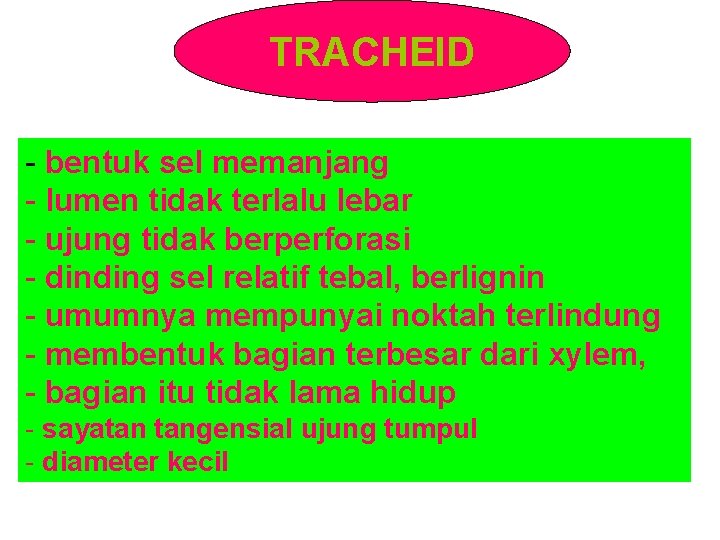 TRACHEID - bentuk sel memanjang - lumen tidak terlalu lebar - ujung tidak berperforasi