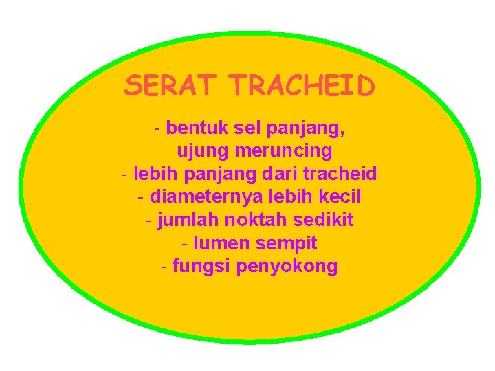 SERAT TRACHEID - bentuk sel panjang, ujung meruncing - lebih panjang dari tracheid -