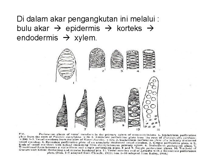 Di dalam akar pengangkutan ini melalui : bulu akar epidermis korteks endodermis xylem. 