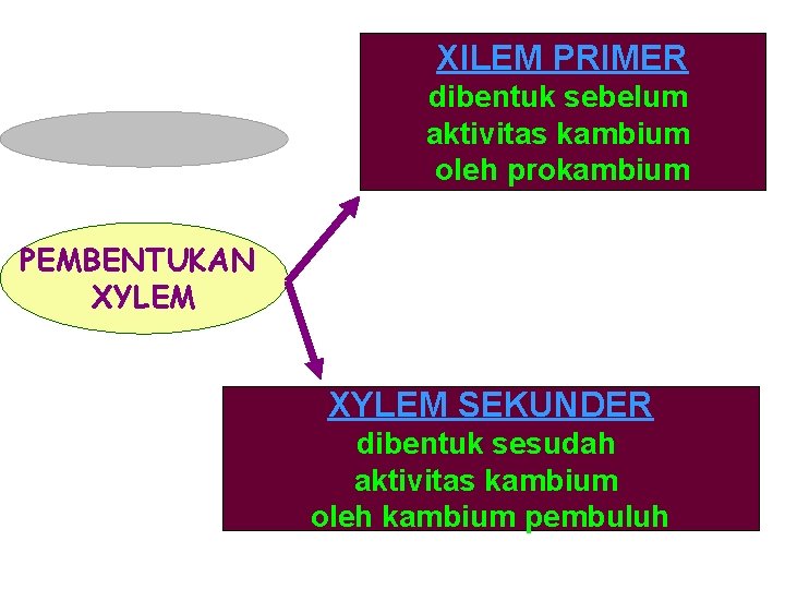 XILEM PRIMER dibentuk sebelum aktivitas kambium oleh prokambium PEMBENTUKAN XYLEM SEKUNDER dibentuk sesudah aktivitas