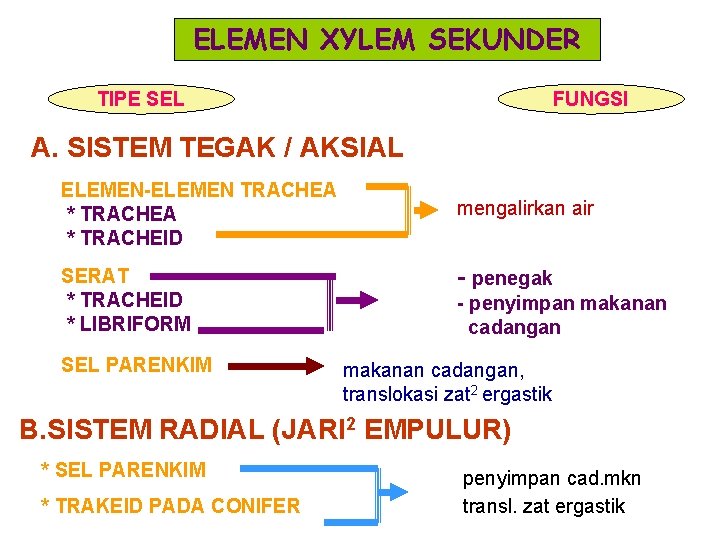 ELEMEN XYLEM SEKUNDER TIPE SEL FUNGSI A. SISTEM TEGAK / AKSIAL ELEMEN-ELEMEN TRACHEA *