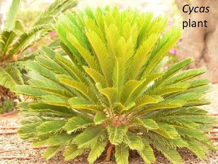 Cycas plant Cycas plant