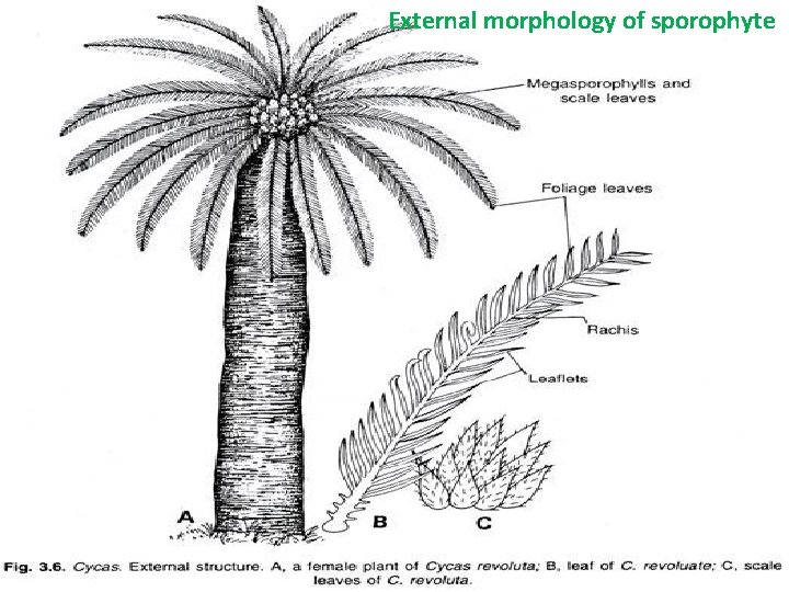 External morphology of sporophyte External morphology of sporophyte