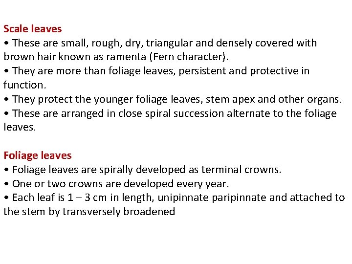 Scale leaves • These are small, rough, dry, triangular and densely covered with brown Scale leaves • These are small, rough, dry, triangular and densely covered with brown