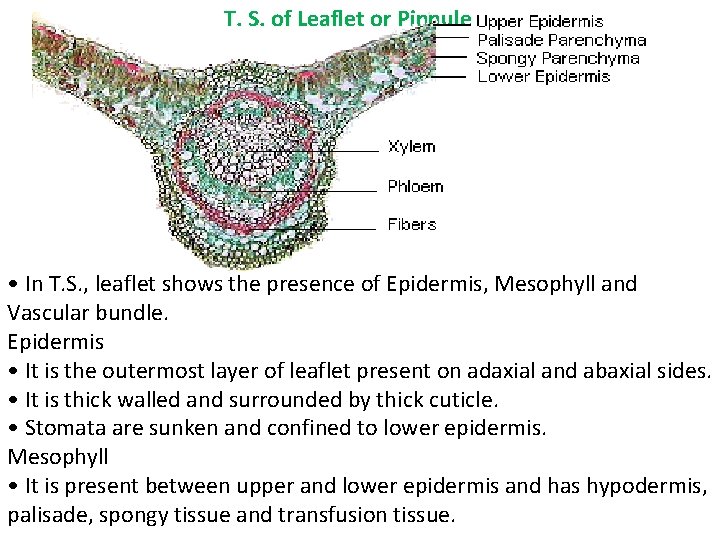 T. S. of Leaflet or Pinnule • In T. S. , leaflet shows T. S. of Leaflet or Pinnule • In T. S. , leaflet shows