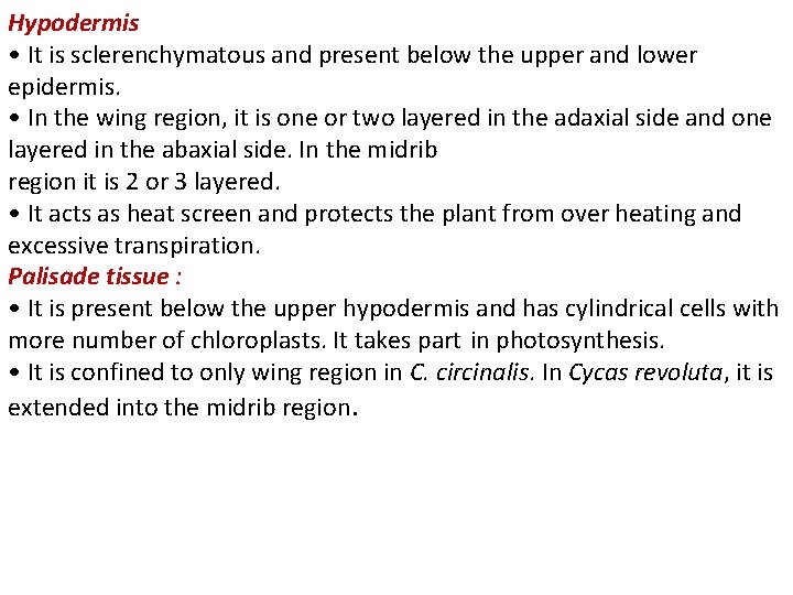 Hypodermis • It is sclerenchymatous and present below the upper and lower epidermis. • Hypodermis • It is sclerenchymatous and present below the upper and lower epidermis. •