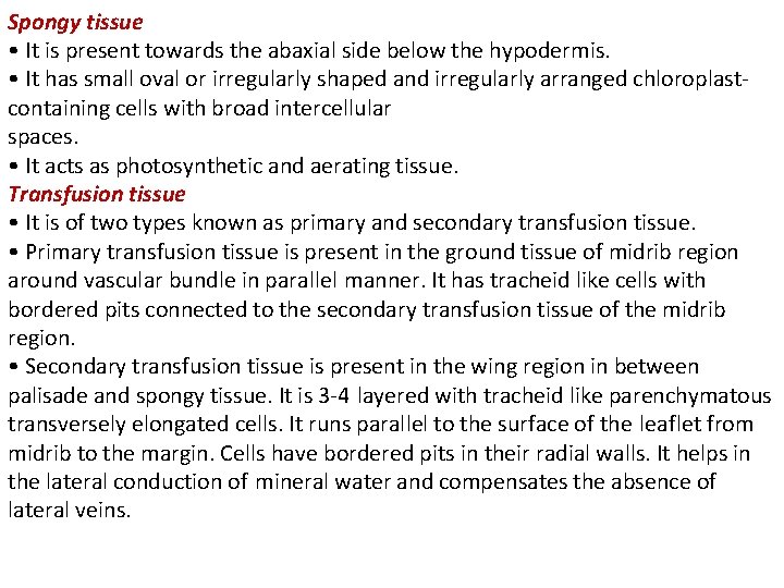 Spongy tissue • It is present towards the abaxial side below the hypodermis. • Spongy tissue • It is present towards the abaxial side below the hypodermis. •