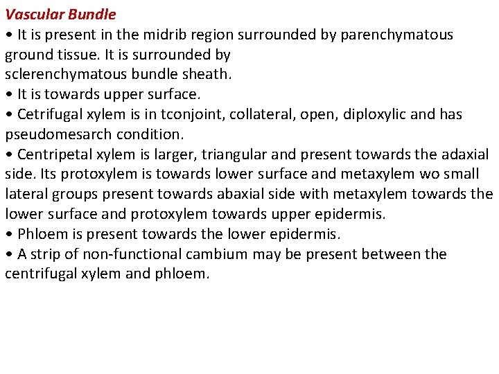 Vascular Bundle • It is present in the midrib region surrounded by parenchymatous ground Vascular Bundle • It is present in the midrib region surrounded by parenchymatous ground