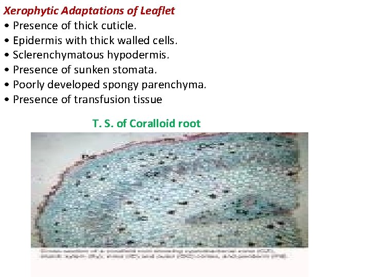 Xerophytic Adaptations of Leaflet • Presence of thick cuticle. • Epidermis with thick walled Xerophytic Adaptations of Leaflet • Presence of thick cuticle. • Epidermis with thick walled