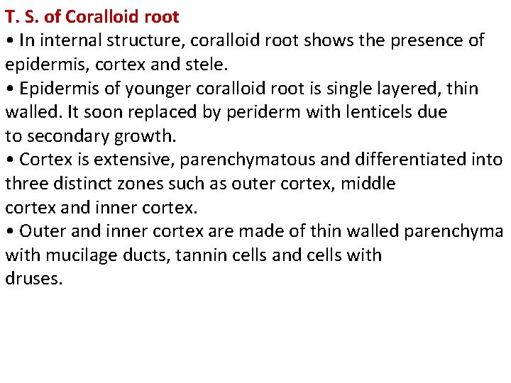 T. S. of Coralloid root • In internal structure, coralloid root shows the presence T. S. of Coralloid root • In internal structure, coralloid root shows the presence