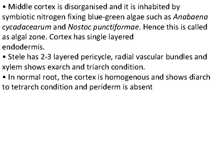 • Middle cortex is disorganised and it is inhabited by symbiotic nitrogen fixing • Middle cortex is disorganised and it is inhabited by symbiotic nitrogen fixing