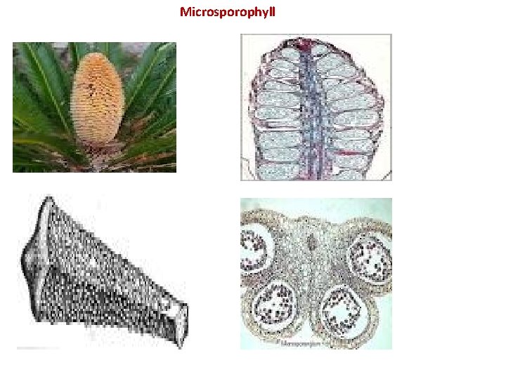 Microsporophyll Microsporophyll