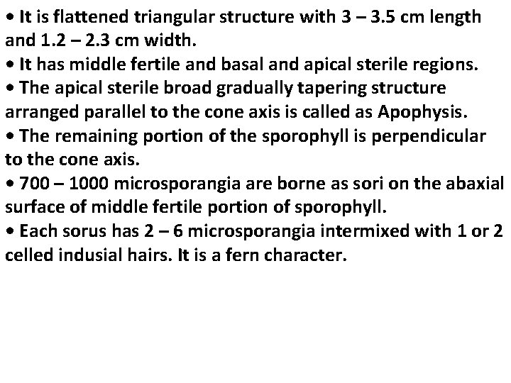• It is flattened triangular structure with 3 – 3. 5 cm length • It is flattened triangular structure with 3 – 3. 5 cm length