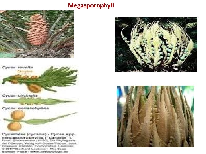 Megasporophyll Megasporophyll