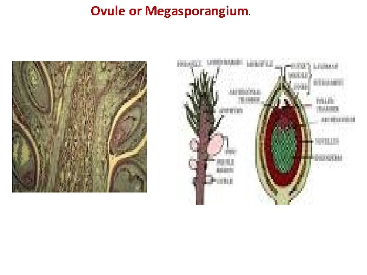 Ovule or Megasporangium. Ovule or Megasporangium.
