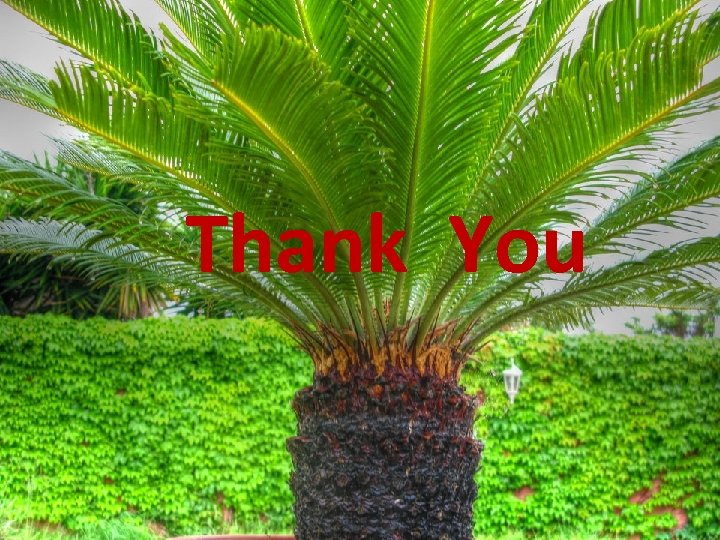 Thank You Thank You