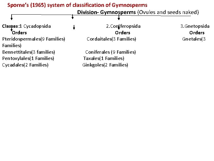 Sporne’s (1965) system of classification of Gymnosperms Division- Gymnosperms (Ovules and seeds naked) Classes: Sporne’s (1965) system of classification of Gymnosperms Division- Gymnosperms (Ovules and seeds naked) Classes: