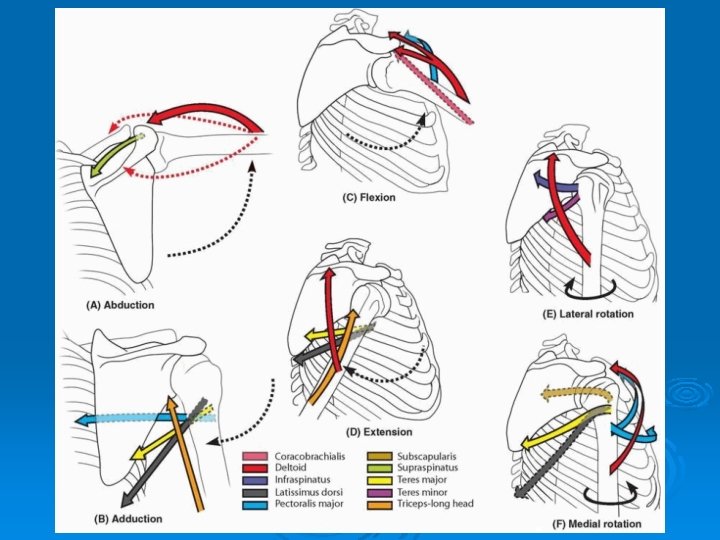 ARTICULATIONS OF UPPER EXTREMITY Pages 394 401 Articulations