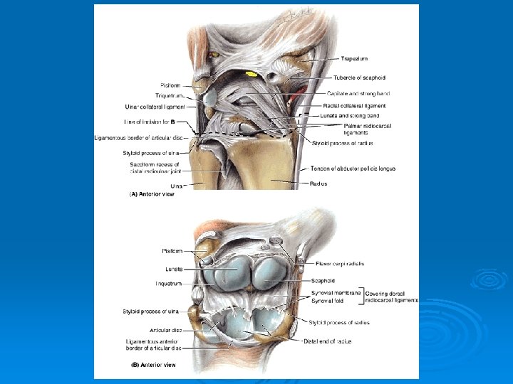 ARTICULATIONS OF UPPER EXTREMITY Pages 394 401 Articulations