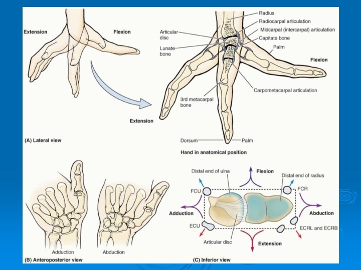 ARTICULATIONS OF UPPER EXTREMITY Pages 394 401 Articulations