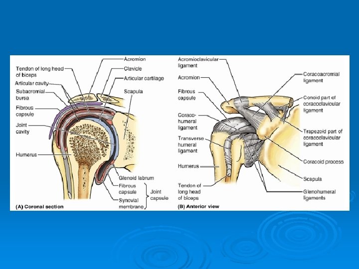ARTICULATIONS OF UPPER EXTREMITY Pages 394 401 Articulations