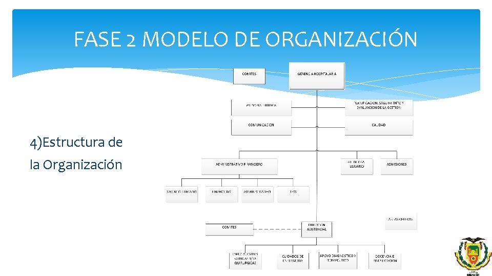 FASE 2 MODELO DE ORGANIZACIÓN 4)Estructura de la Organización 