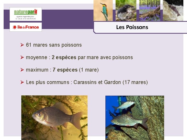 Les Poissons Ø 61 mares sans poissons Ø moyenne : 2 espèces par mare