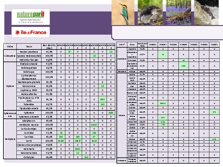 Ordre Taxon Dasytes plumbeus Coleoptera Epuraea melanocephala Diptera 0 0 23 0 Ordre² 0
