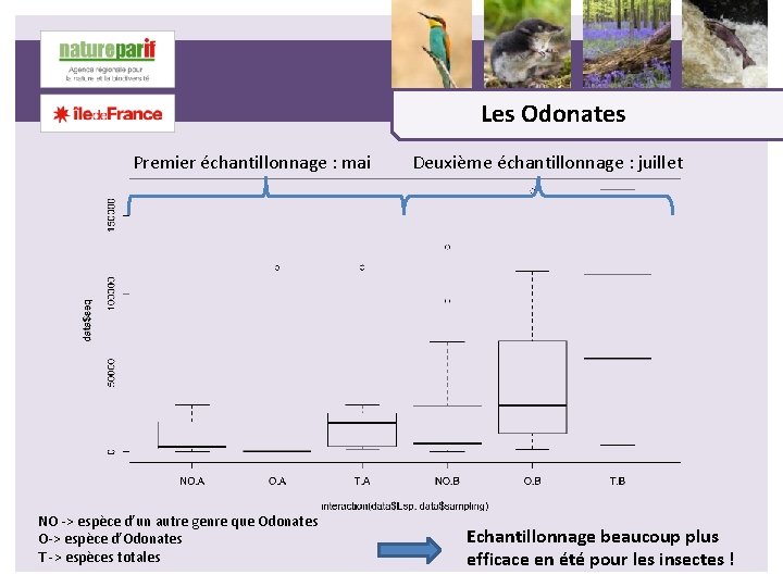 Les Odonates Premier échantillonnage : mai NO -> espèce d’un autre genre que Odonates